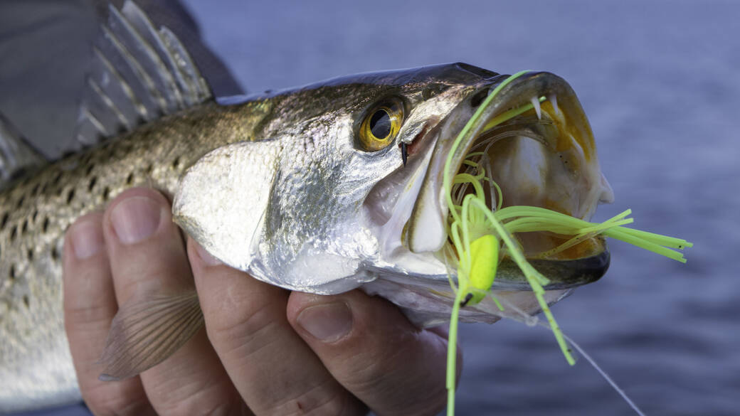 speckled trout